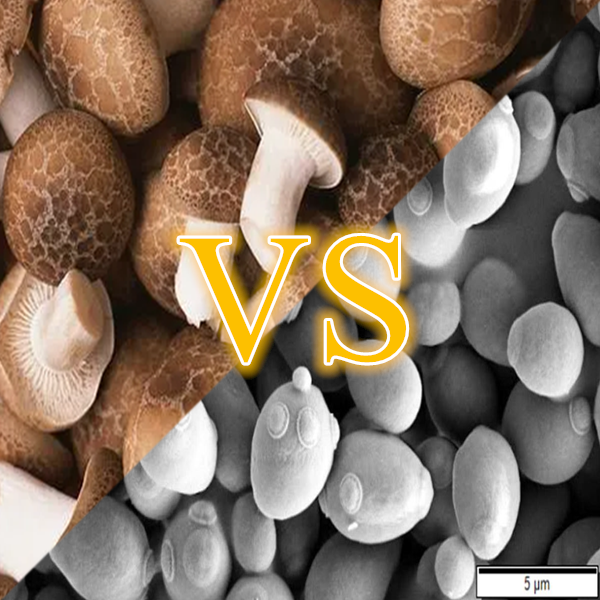 Yeast Geta Glucan Manufacturer Tessin Biotechnology